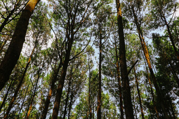 Upward view of tall pine trees in a dense green forest with sunlight shining through branches, symbolizing nature, environment, and eco tourism.