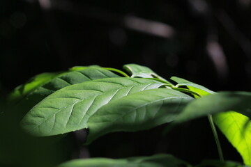 Flowers and life in my yard in the Qu'Appelle Valley.