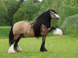 Magnificent Tinker horse with a beautiful mane. Thoroughbred harness gypsy wanner horse in summer green nature portrait.  