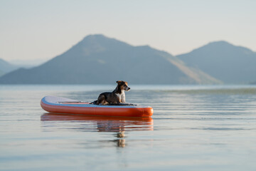 Morning vibes – small dog on SUP floating on calm blue water with hills