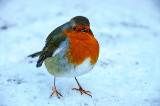 robin on snow