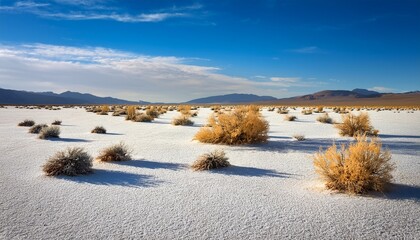 a salt flat with sparse resilient desert shrubs