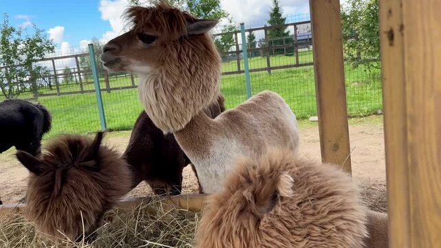 brown, white, and black alpacas on a farm eating hay on a summer day Video 4k