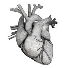 Detailed Pointillist Illustration of a Human Heart on Black Background