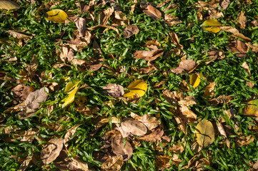 Background of Yellow and Brown Autumn Leaves Fallen onto Green Grass.