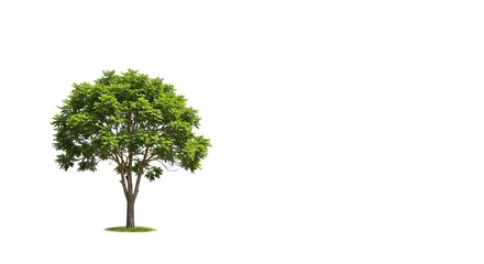 Isolated Spring: Lush Green Tree