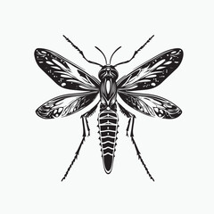 mosquito isolated on white