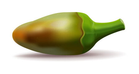 Unripe hot pepper Ogonyok. A partially ripe pepper fruit close-up. Vector. Used for web design in Georgian, Asian, Mexican, and Indian cuisines