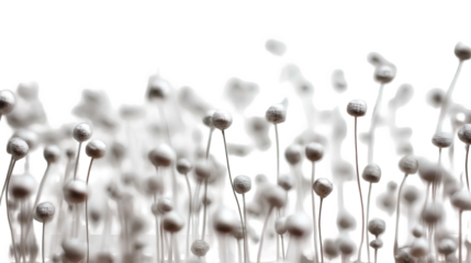 Abstract White Organic Shapes on Black Background