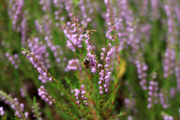 Heideblüte der Lüneburger und Fischbeker Heide bei Hamburg, Deutschland im Detail als Makroaufnahme: Biene und pinke Besenheide im Einklang der Natur zur Blütezeit im Spätsommer