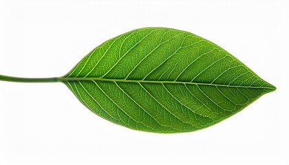 Fototapeta premium leaf plant outline