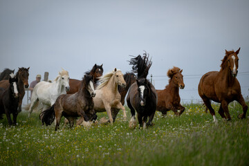 Irish Cob auf Weide