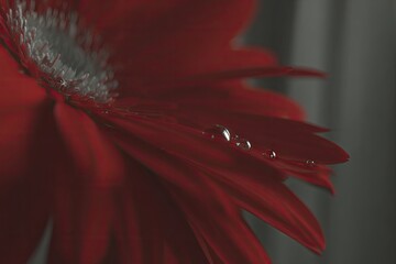 Close-up of a vibrant red gerbera daisy petal with water droplets