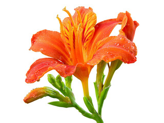 Vibrant orange daylily flower with dew drops isolated on black background, Isolated On White Background, Png Transparent