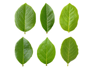 Fototapeta premium Six vibrant green leaves isolated on black background, Isolated On White Background, Png Transparent