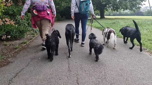 A pack of dogs of various sizes and breeds are calmly and joyfully walking on the lead by the side of their dog walker, handler in a green park on a sunny day - dog walking, pet sitting 