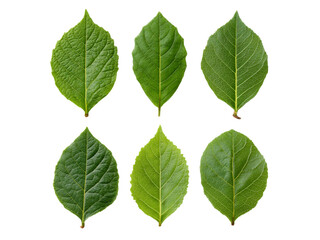 Fototapeta premium Six green leaves isolated on black background botanical nature, Isolated On White Background, Png Transparent