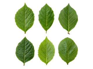 Six green leaves isolated on black background botanical nature, Isolated On White Background, Png Transparent
