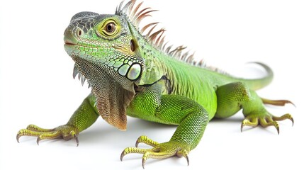 Fototapeta premium Green Iguana Profile (1)