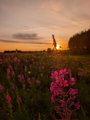Vibrant Wildflowers at Sunset in a Serene Landscape