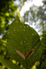 Leaf Close-up with Caramel Spot and Blurred Forest