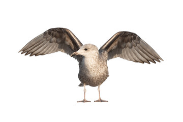 White gull Larus michahellis fuscus isolated on white background