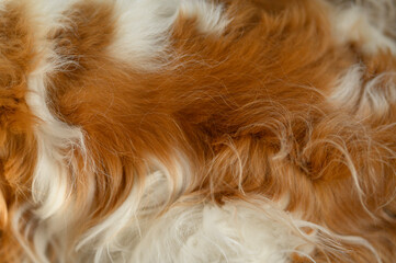 Natural hair of a Cavalier King Charles Spaniel close-up, can be used as a background or texture.