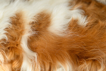 Natural hair of a Cavalier King Charles Spaniel close-up, can be used as a background or texture.