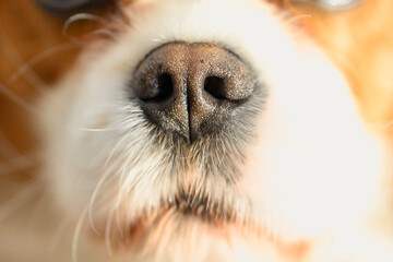 close up of cavalier king charles spaniel dog nose