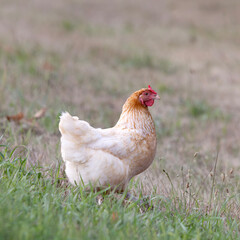 Buff orpington free range hen chicken Gallus gallus domesticus standing in a grassy area
