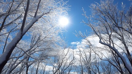 Snowy Winter Trees Sunlight Blue Sky Scenic Landscape