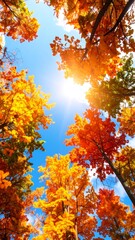 Vibrant autumn foliage bursts forth against a brilliant blue sky, showcasing a vibrant and picturesque scene of colorful trees.