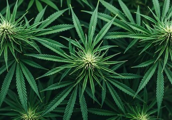 Closeup of lush green cannabis plant leaves