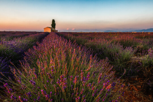 lavender dream - Lavendeltraum
