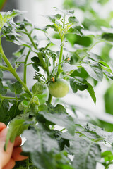 Green cherry tomato growing on branch indoors. Close up of unripe tomato plant with fresh leaves. Concept of home gardening, organic vegetables, healthy food and sustainable urban farming.