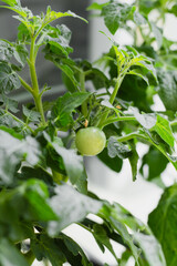 Green cherry tomato growing on branch indoors. Close up of unripe tomato plant with fresh leaves. Concept of home gardening, organic vegetables, healthy food and sustainable urban farming.