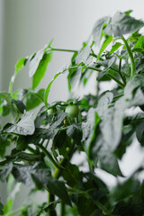 Green cherry tomato growing on branch indoors. Close up of unripe tomato plant with fresh leaves. Concept of home gardening, organic vegetables, healthy food and sustainable urban farming.