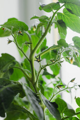 Green cherry tomato growing on branch indoors. Close up of unripe tomato plant with fresh leaves. Concept of home gardening, organic vegetables, healthy food and sustainable urban farming.