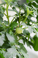 Green cherry tomato growing on branch indoors. Close up of unripe tomato plant with fresh leaves. Concept of home gardening, organic vegetables, healthy food and sustainable urban farming.
