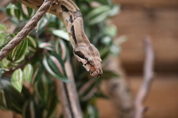 Photographie du serpent ( Boa )