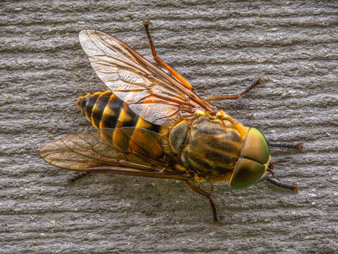 horsefly - Pferdebremse