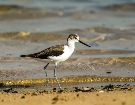 A solitary wading bird strolls along the shoreline, its speckled brown and white plumage subtly contrasting against the sandy beach and rippling water.
