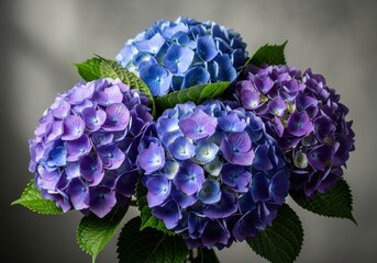 Vibrant Hydrangea Harmony: A captivating trio of blue and purple blooms