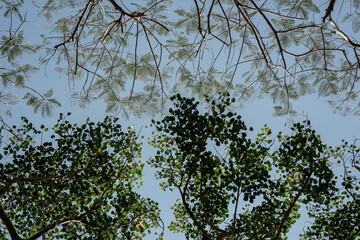 A view looking up at a beautiful contrast of lush green tree canopies and delicate bare branches against a clear, bright blue sky.