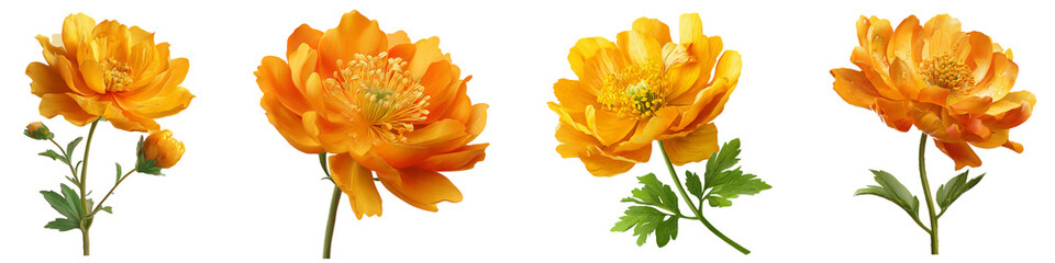 Fototapeta premium Trollius flower isolated on white background.