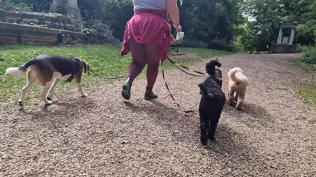 A pack of dogs of various sizes and breeds are calmly and joyfully walking on the lead by the side of their dog walker, handler in a green park on a sunny day - dog walking, pet sitting 