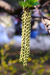 Hachijo-Kibushi flowers, variation of normal Kibushi