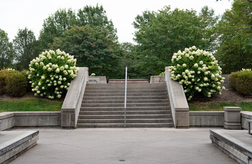 Skate Plaza Steps with White Hydrangea Bushes 
