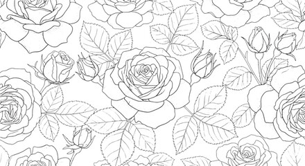 An Elegant Dance of Blooming Rose Outlines