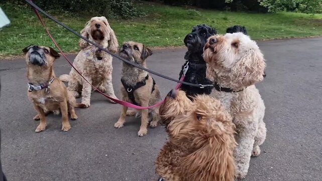 A pack of obedient dogs  of various breed and size are on lead sitting calmly and focusing on their dog handler and dog walker in a green park 